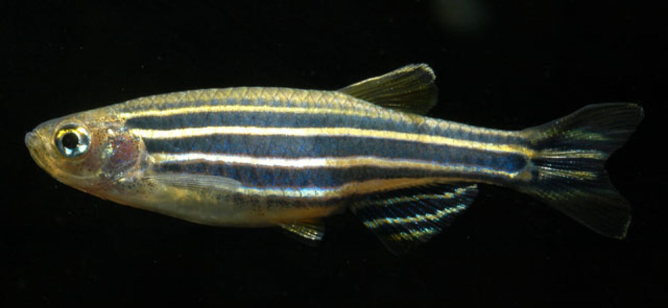 Zebrafish