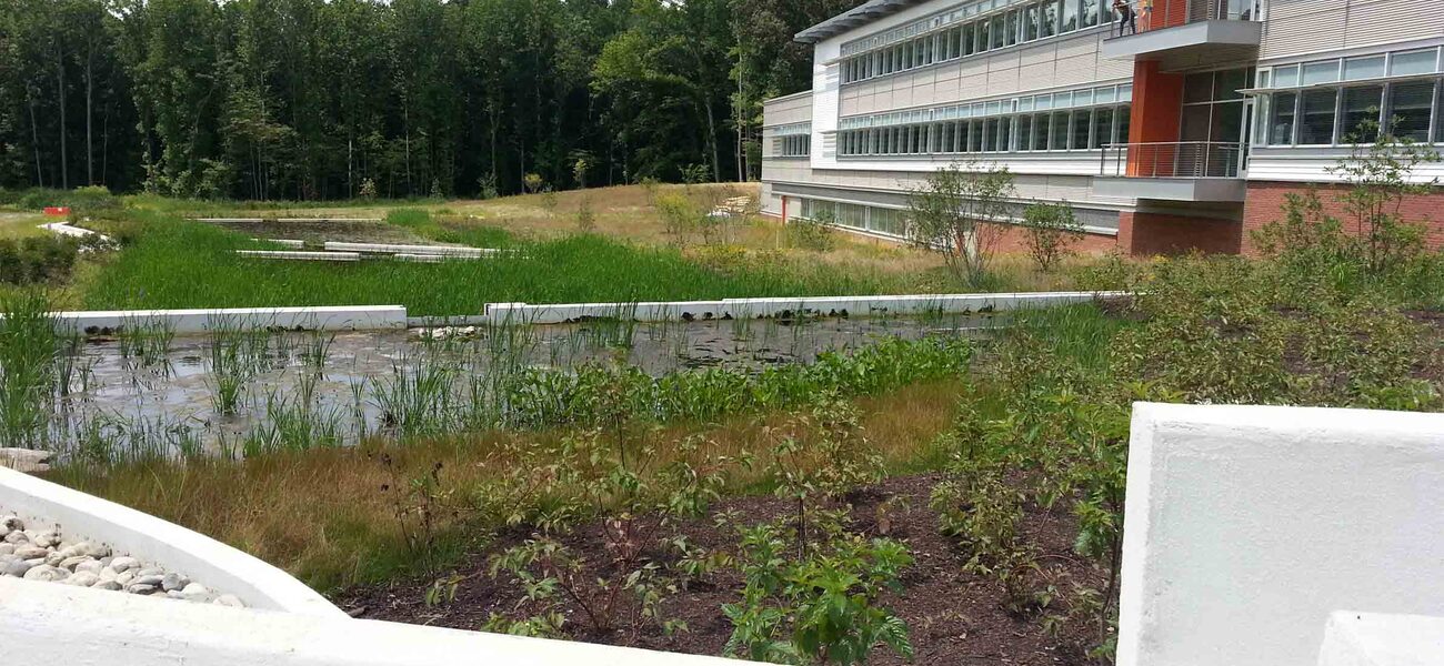 Rain Garden