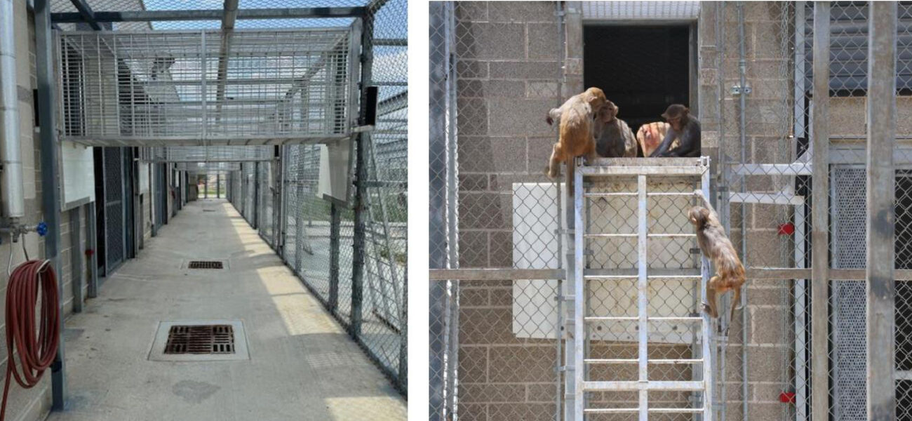 Five monkeys gather in an opening in the wall of their indoor enclosure that leads to the outdoors.