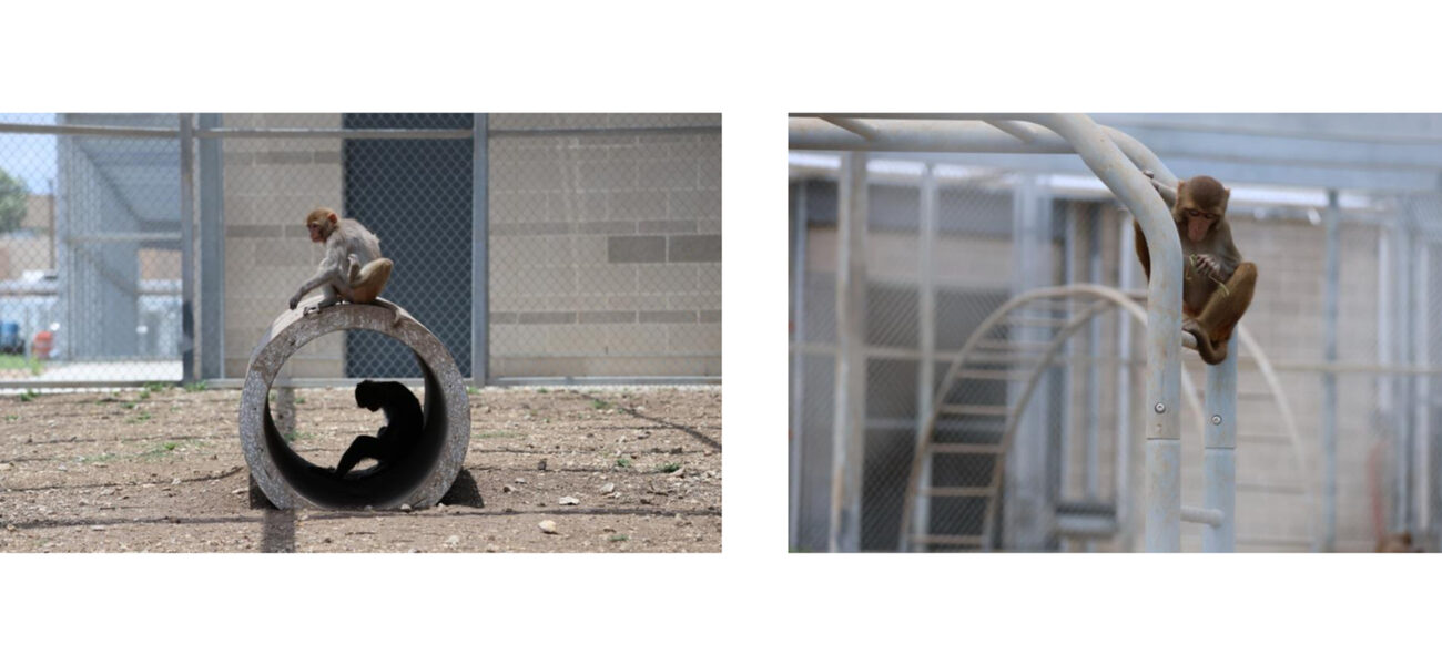 One monkeys sits on top of a concrete culvert ehile another sits inside. A third monkey sits on a climbing structure.